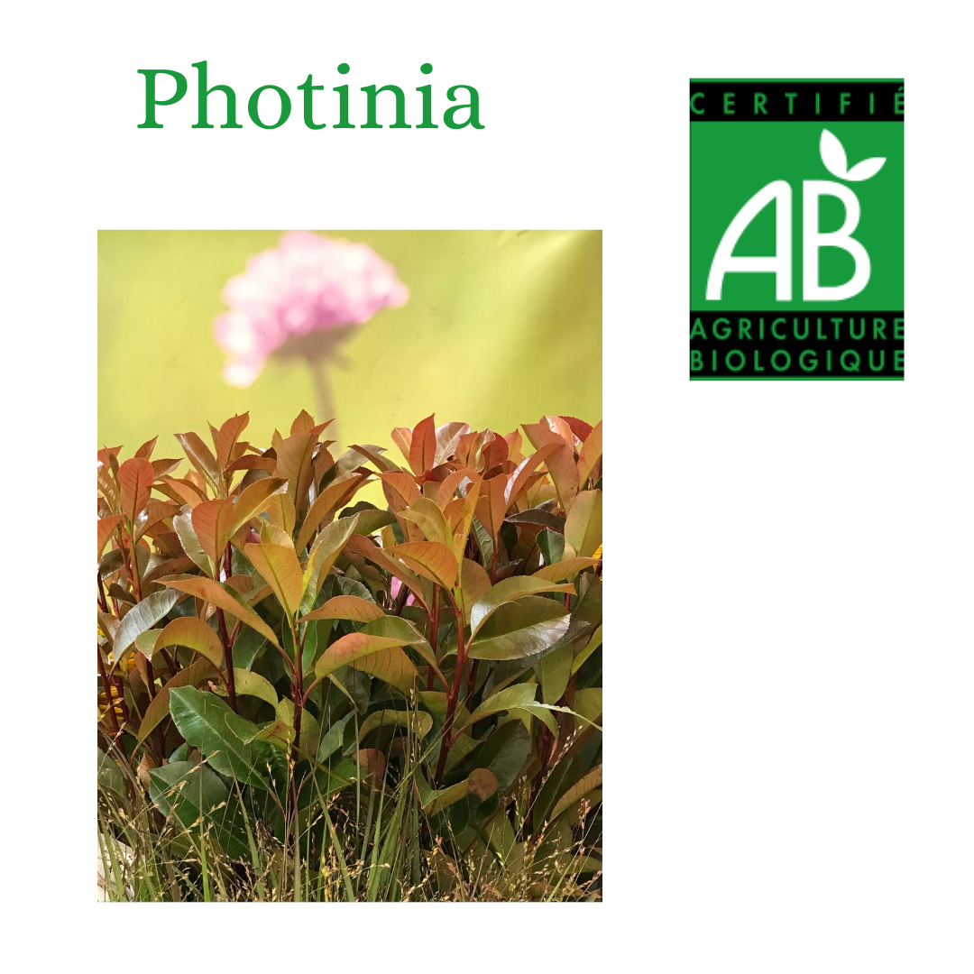 FEUIL. PHOTINIA BIO